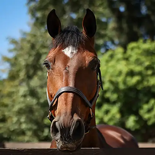 What Your Horse Is Telling You