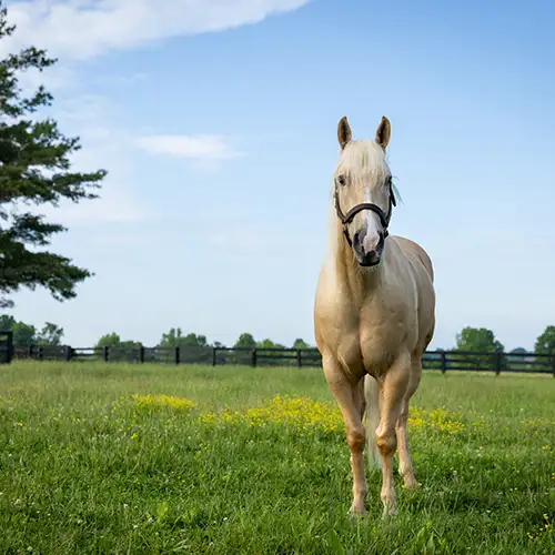 Life After the Show Ring