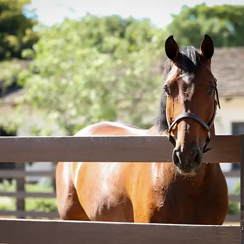 Understanding Our Horses’ Five Senses