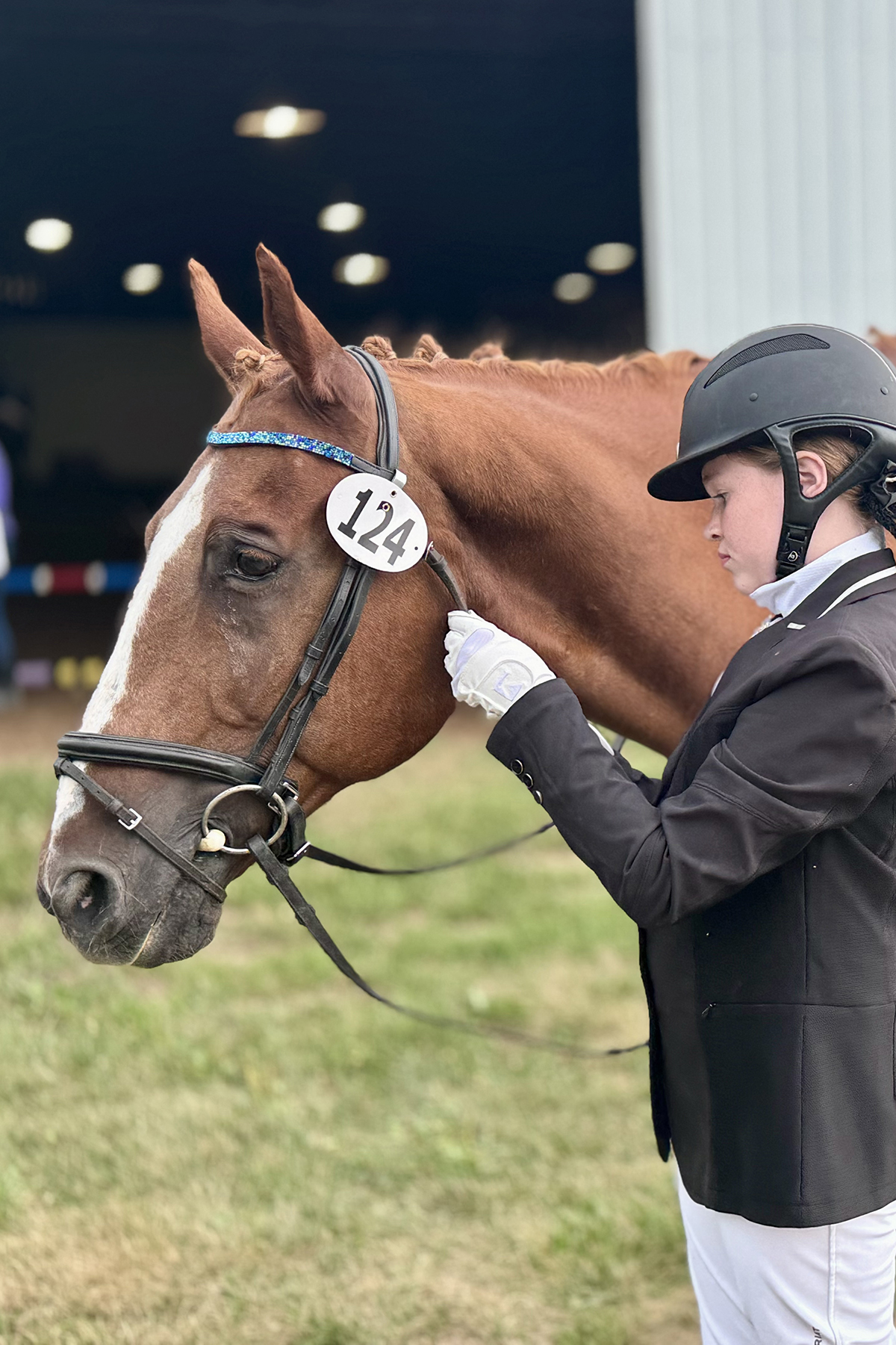Horse looking out from a stall with ears forward and eyes alert, demonstrating equine body language and communication signals.