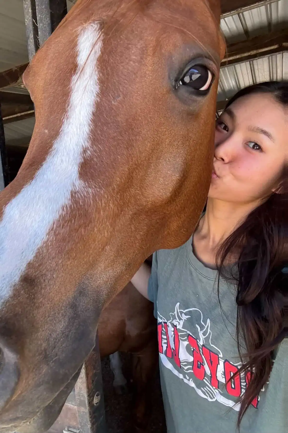 Horse looking out from a stall with ears forward and eyes alert, demonstrating equine body language and communication signals.