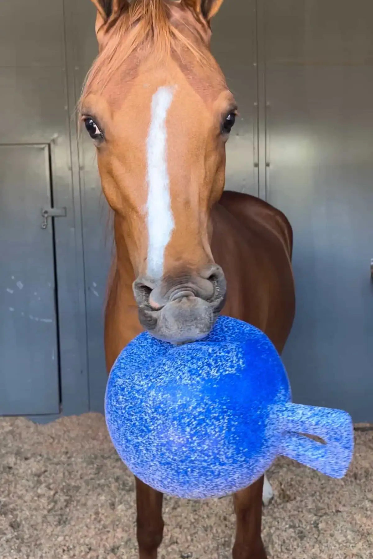 Horse looking out from a stall with ears forward and eyes alert, demonstrating equine body language and communication signals.